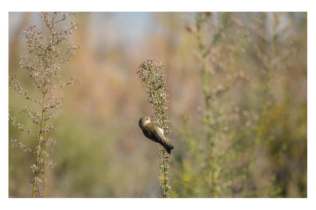 Birdwatching or Birding in Cyprus