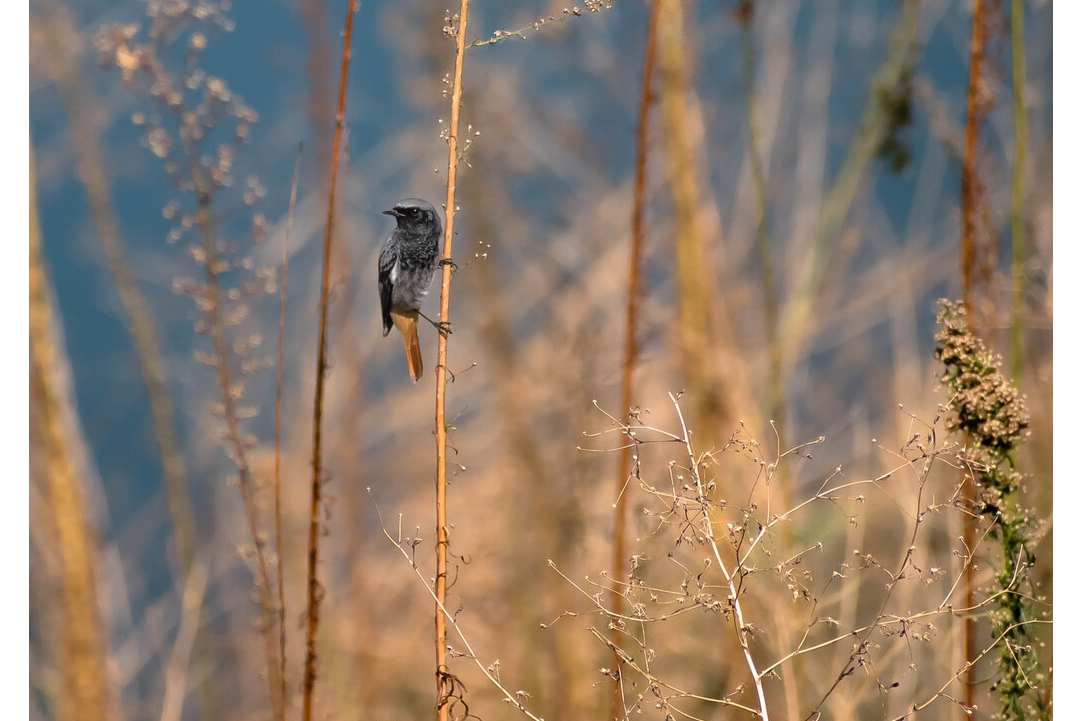Birdwatching or Birding in Cyprus