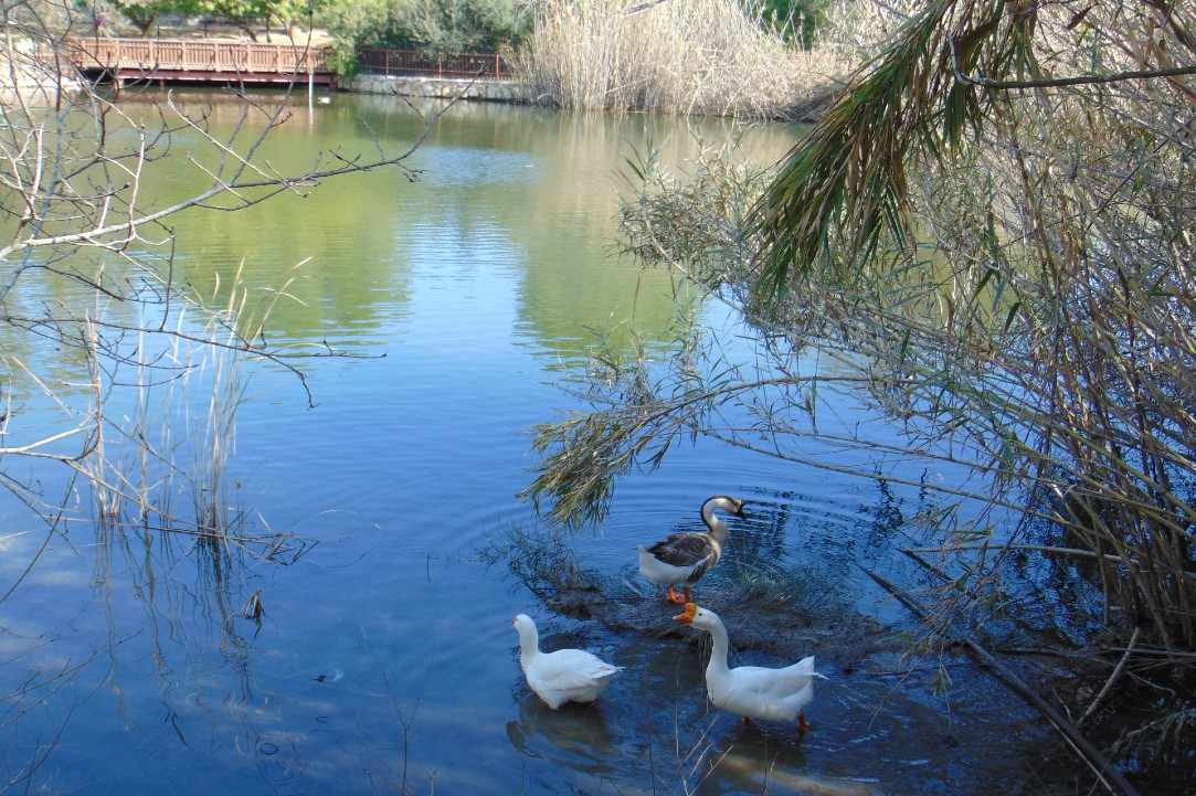 Athalassa Park