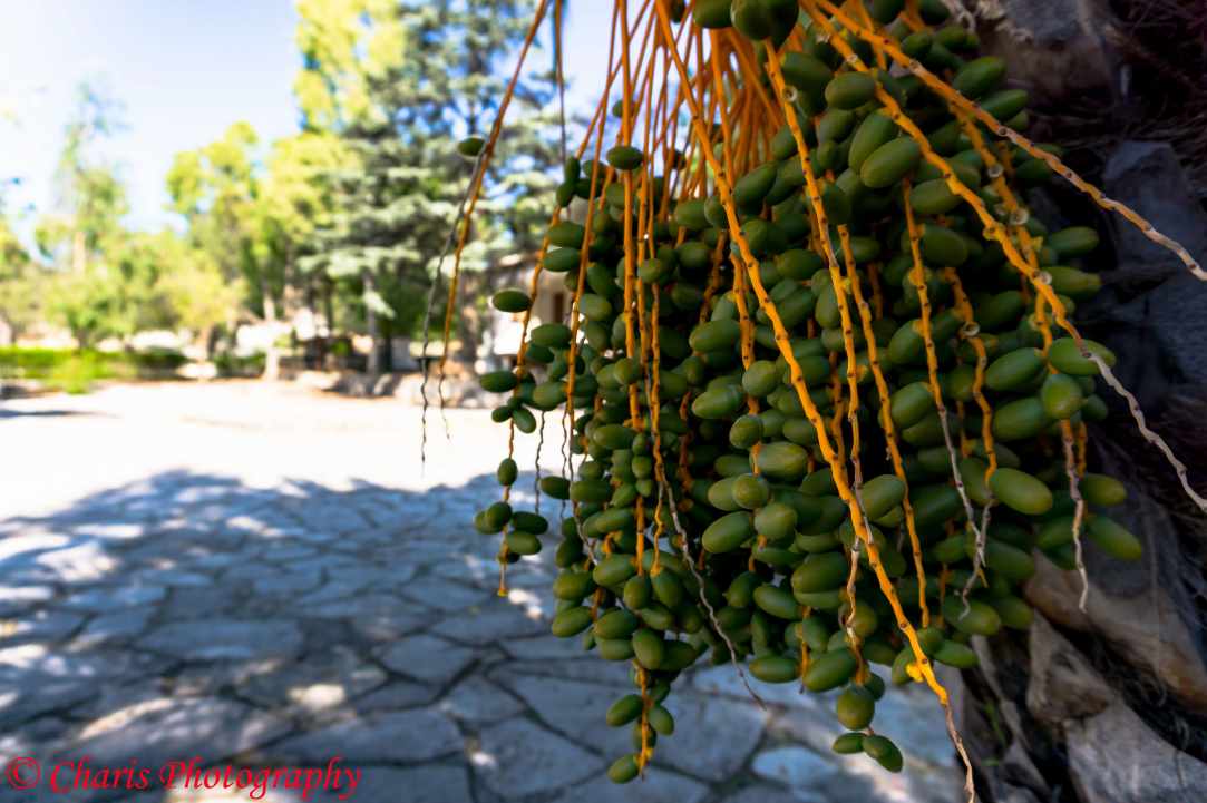 Laneia Village