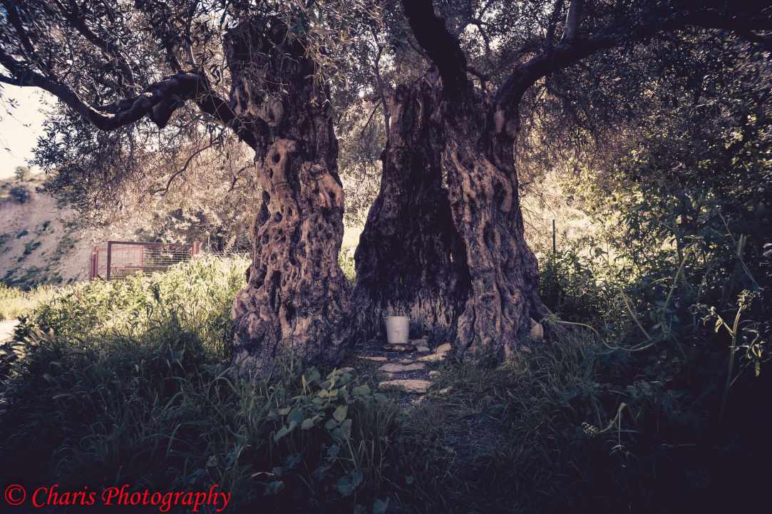 Panagia Stazousa