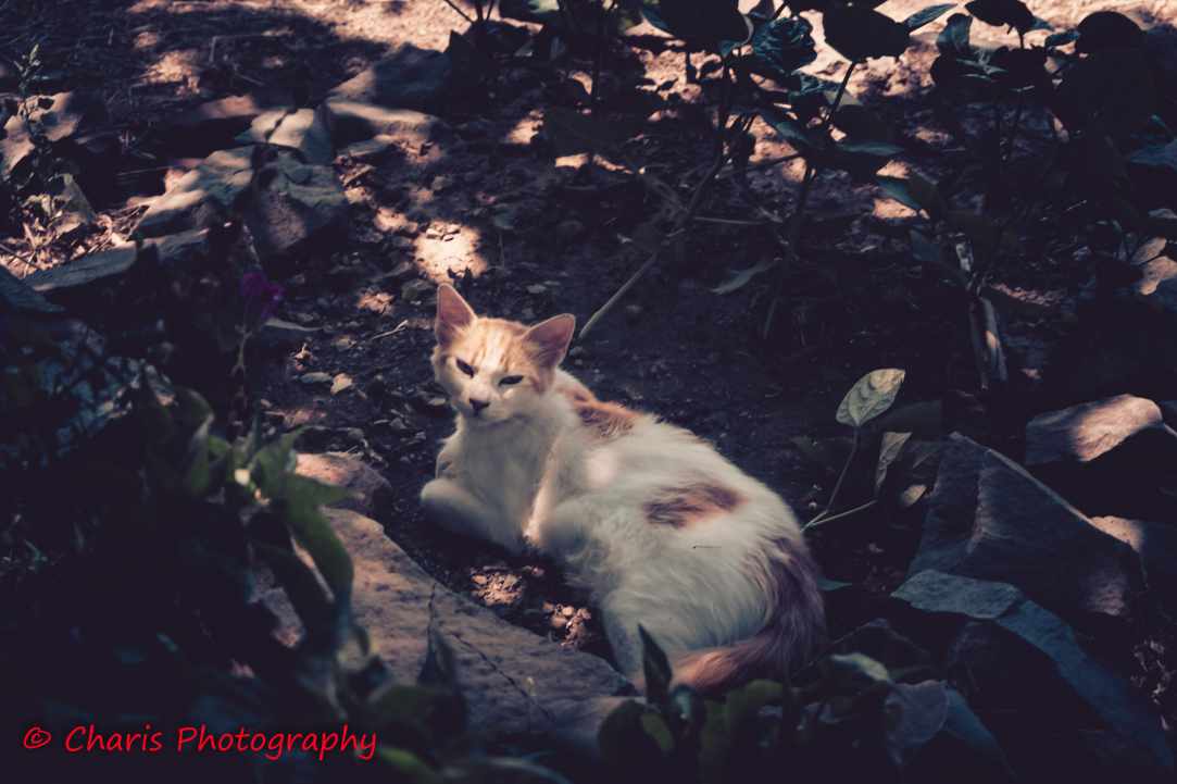 Fikardou Village
