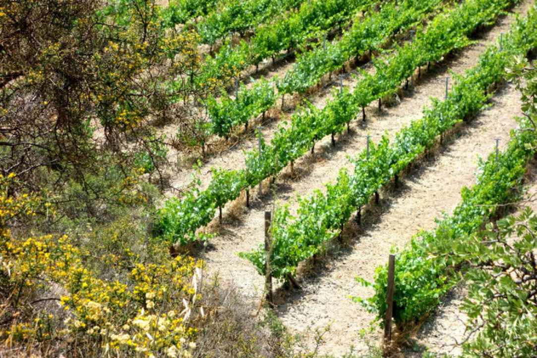 More than a Wine-Tour, a chance to be shown some of the stunning scenery of Cyprus