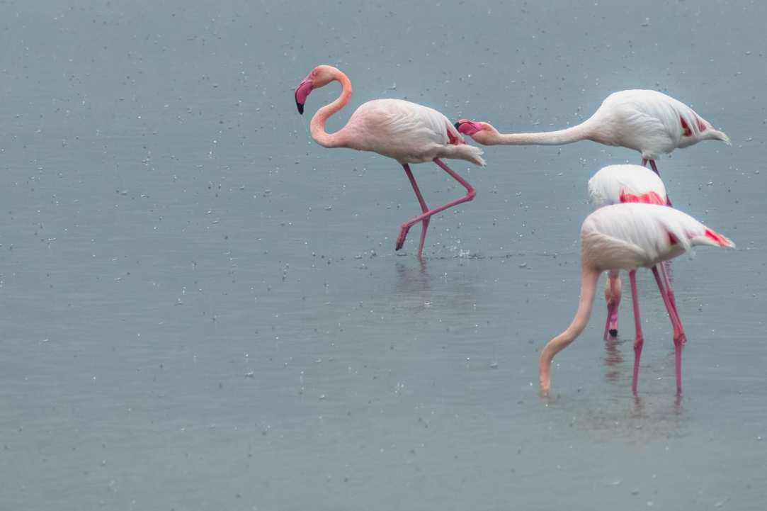 Birdwatching or Birding in Cyprus