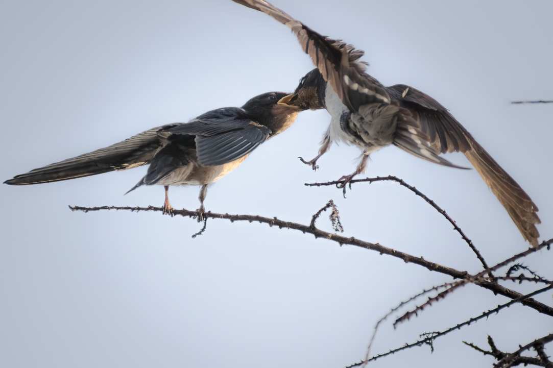 Birdwatching or Birding in Cyprus
