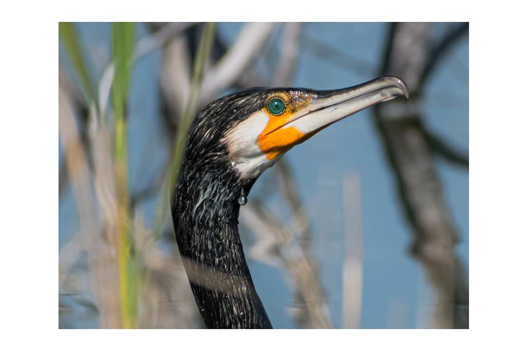 Birdwatching or Birding in Cyprus