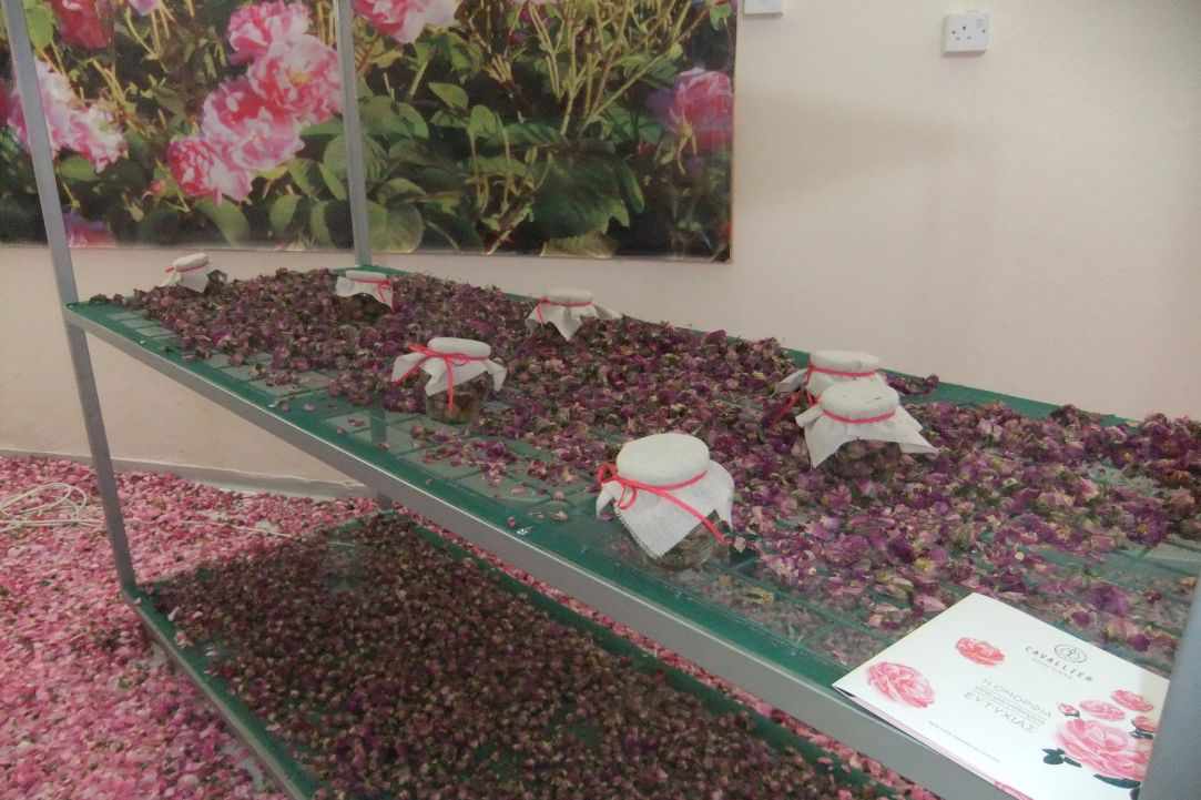 Rose Festival in Agros Village