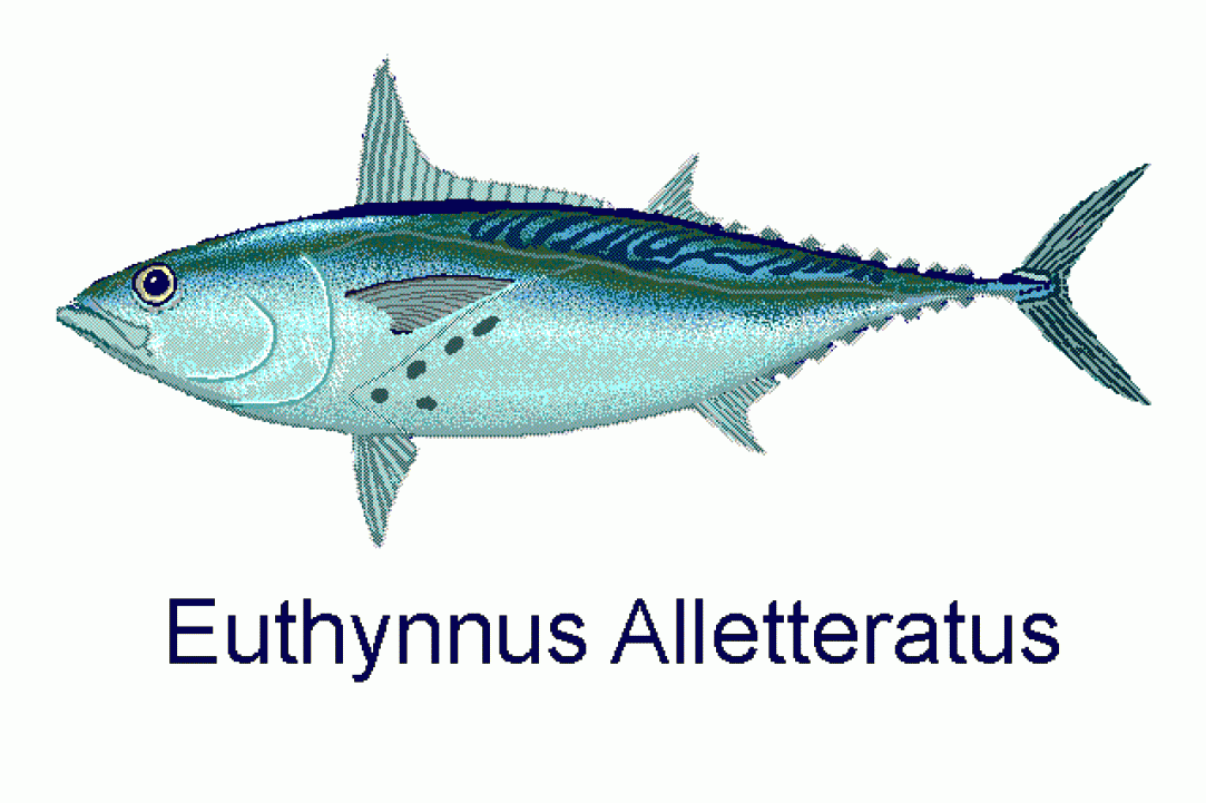 Angling for Alalunga - Albacore Tuna in Cyprus