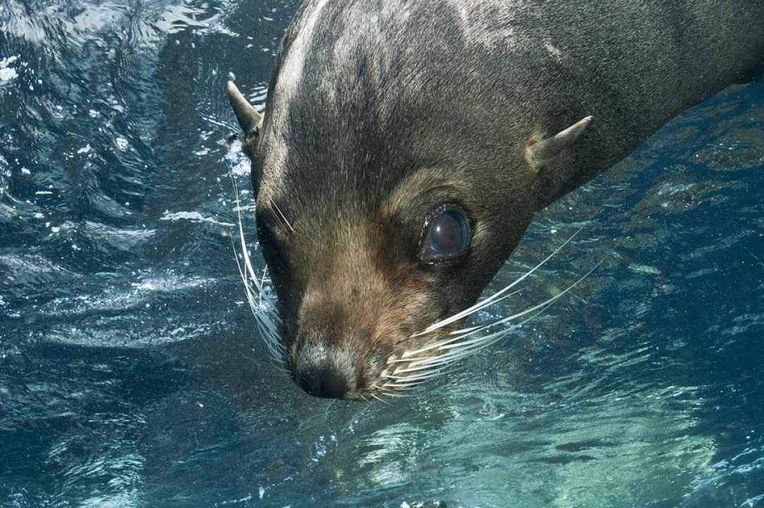 Seal in Cyprus?