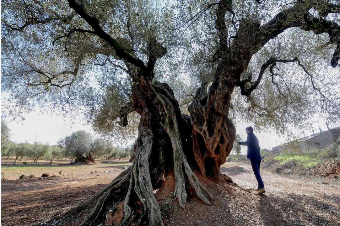  Who knows Cyprus better than the locals?  gallery image 4