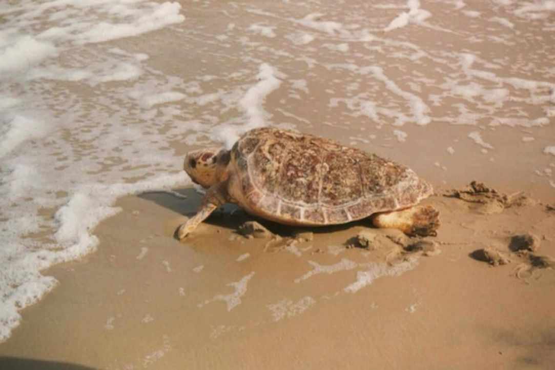 Caretta Caretta turtle 
