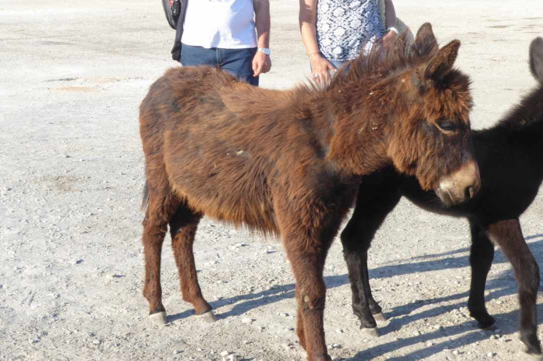 Where Donkeys Come to Church