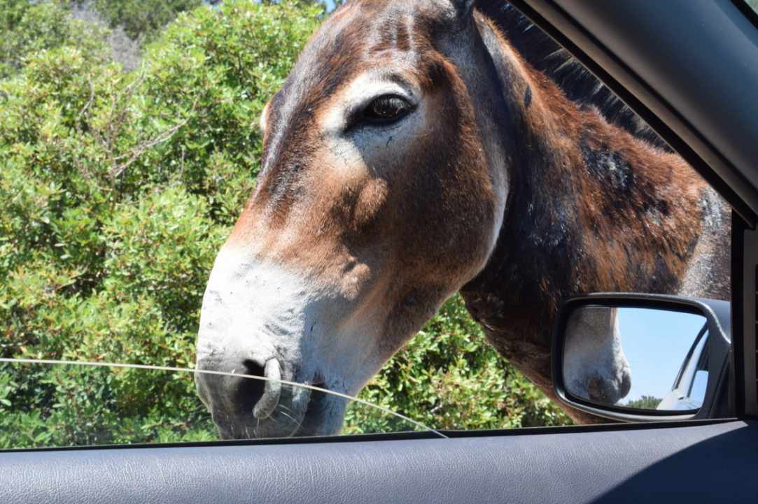 Where Donkeys Come to Church