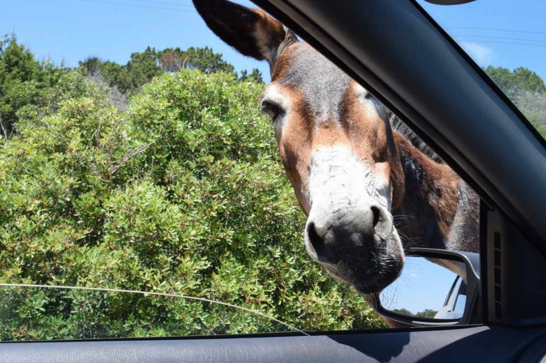 Where Donkeys Come to Church