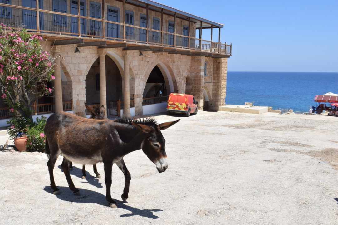 Where Donkeys Come to Church