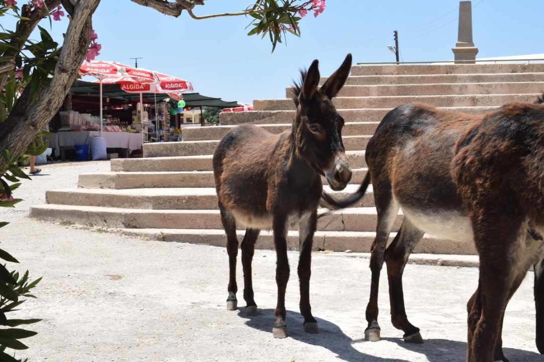 Where Donkeys Come to Church