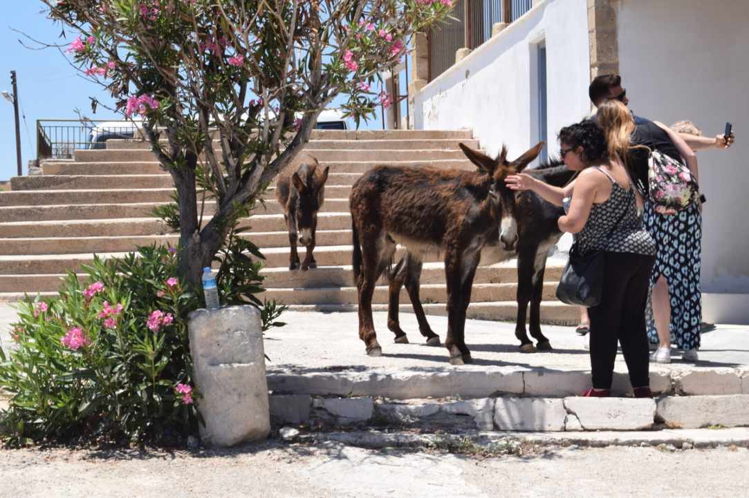 Where Donkeys Come to Church