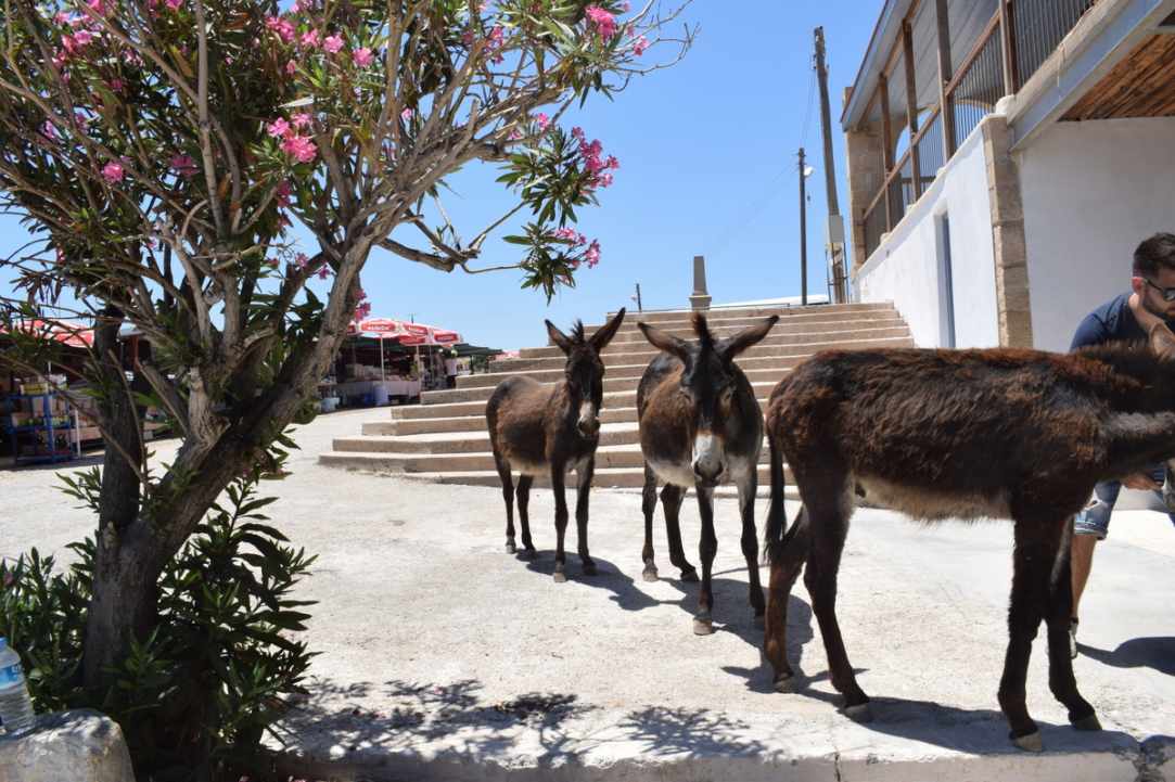 Where Donkeys Come to Church