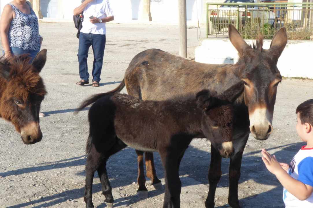 Where Donkeys Come to Church
