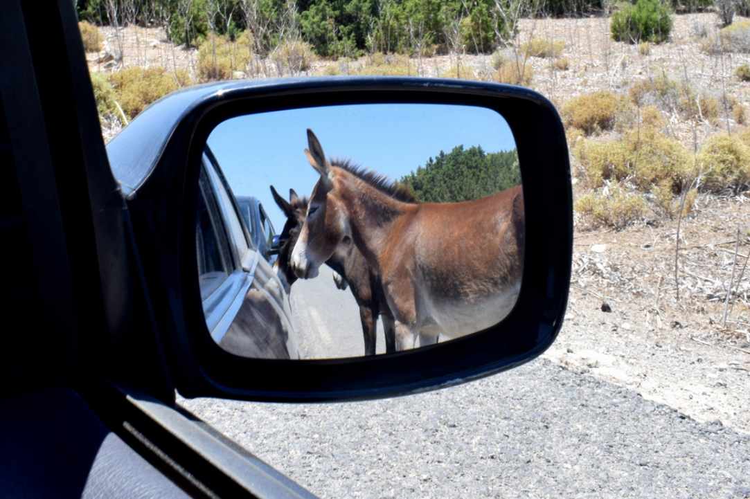 Where Donkeys Come to Church