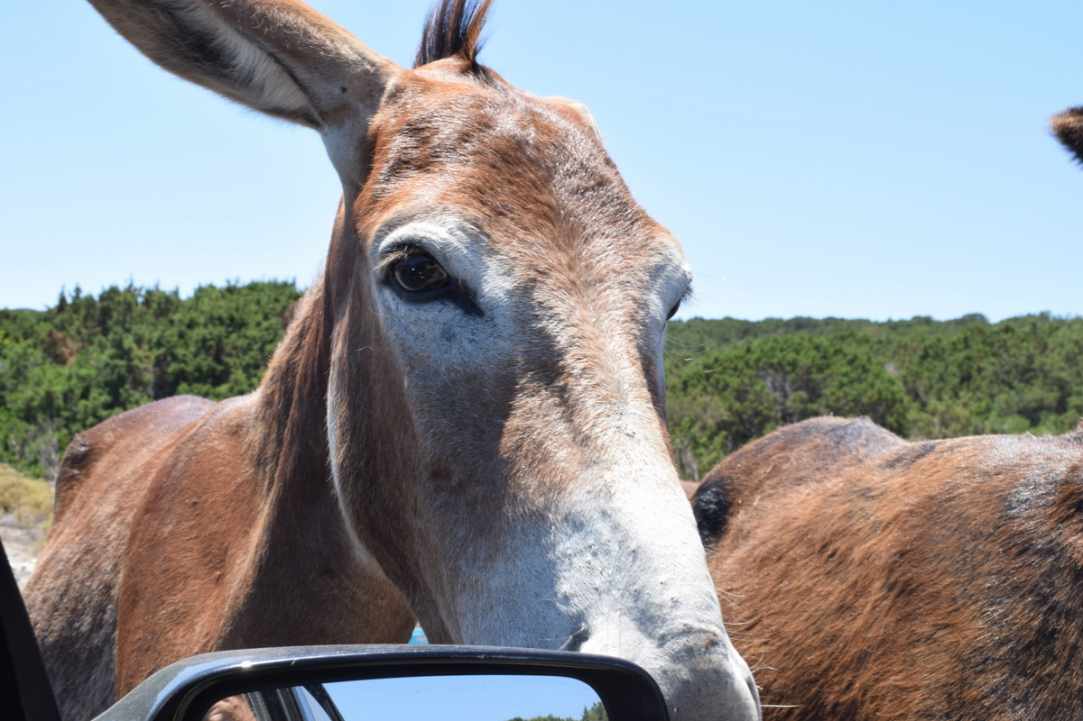Where Donkeys Come to Church