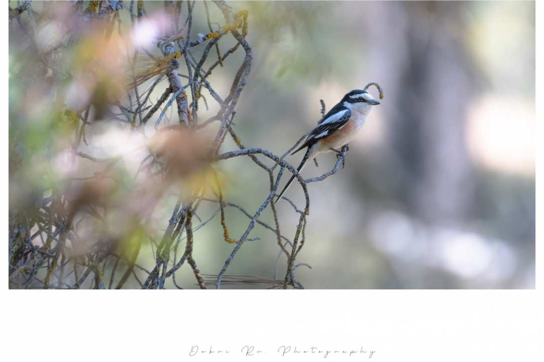Birdwatching or Birding in Cyprus