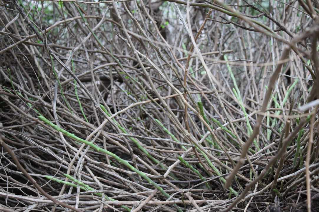 Cypriot Asparagus (Agrelia)
