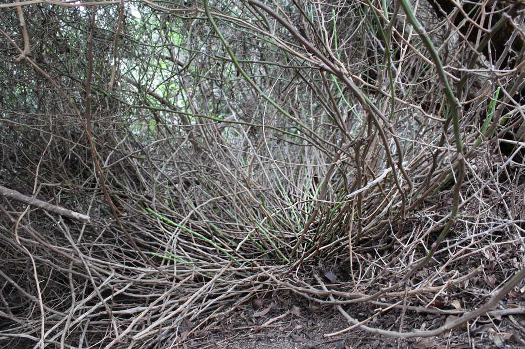 Cypriot Asparagus (Agrelia)