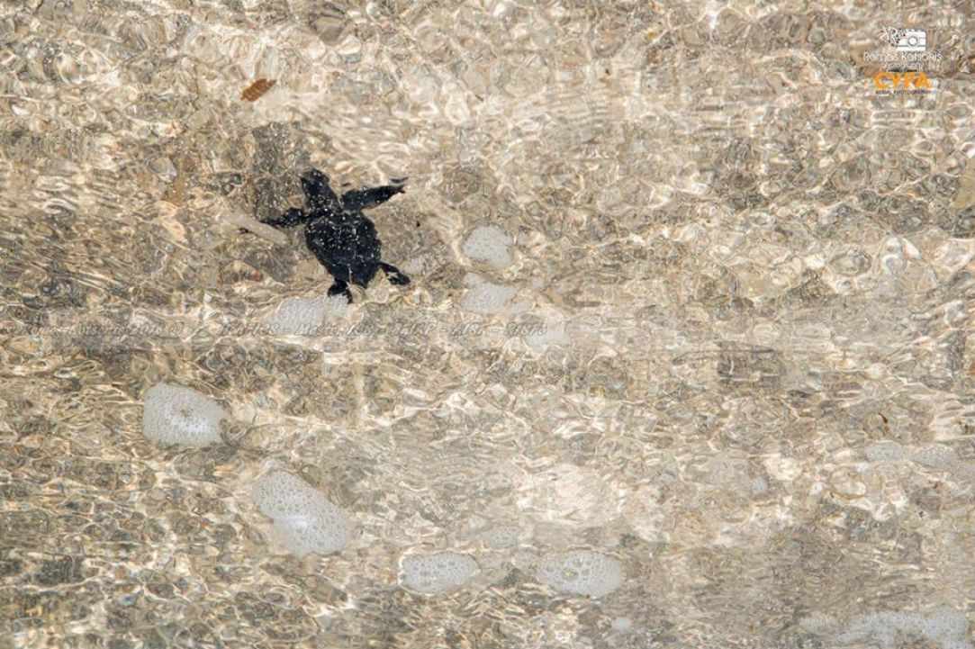 Caretta Caretta turtle 