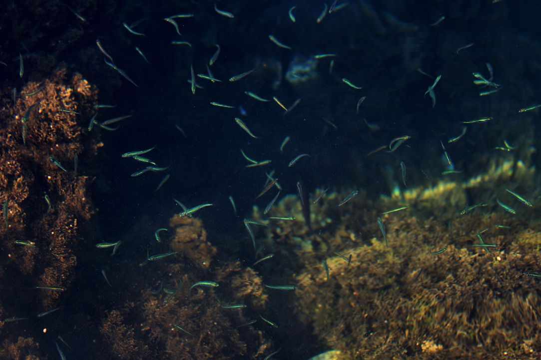 Simple fishing in Cyprus