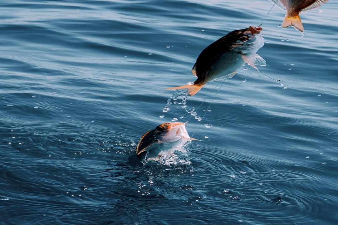 Animal welfare in Cyprus