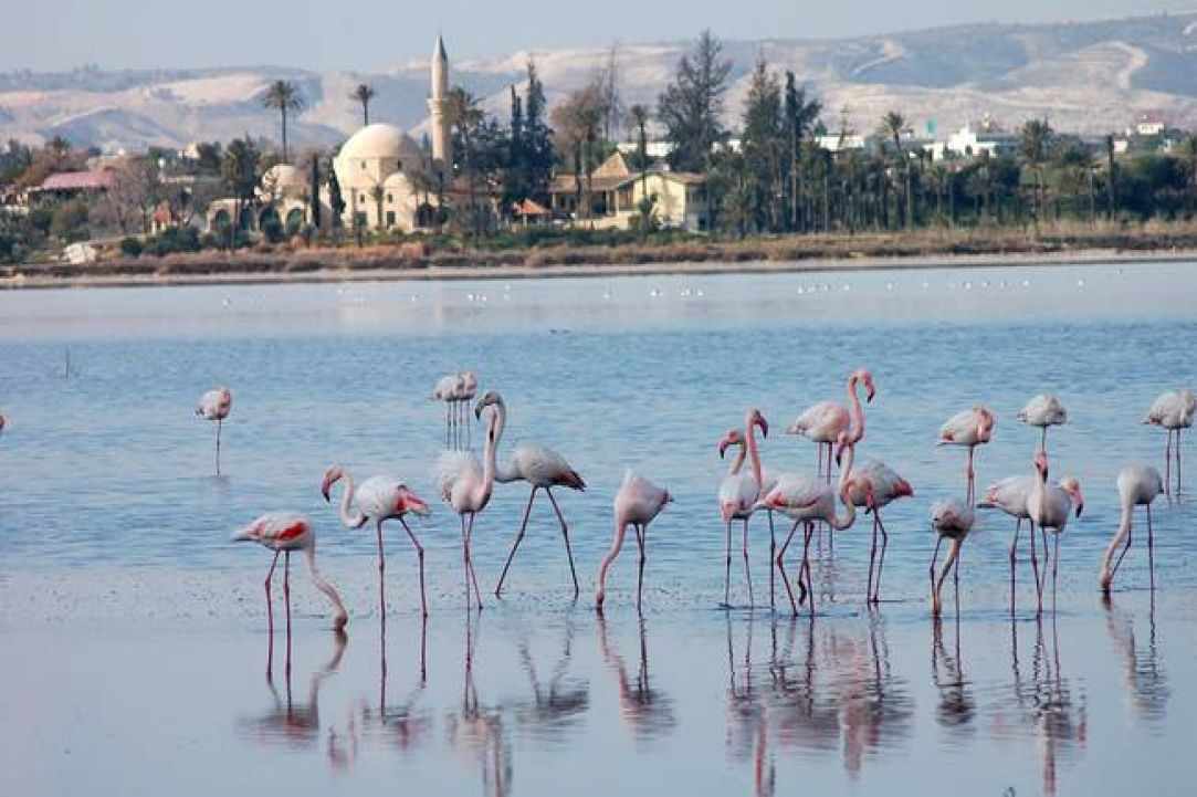 Larnaka  Salt Lake