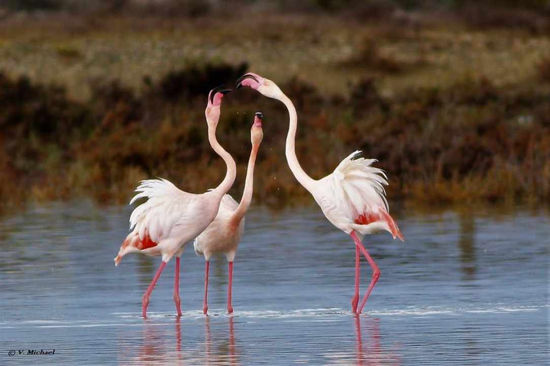 Akrotiri Marsh, a unique natural wetland within the Akrotiri Peninsula