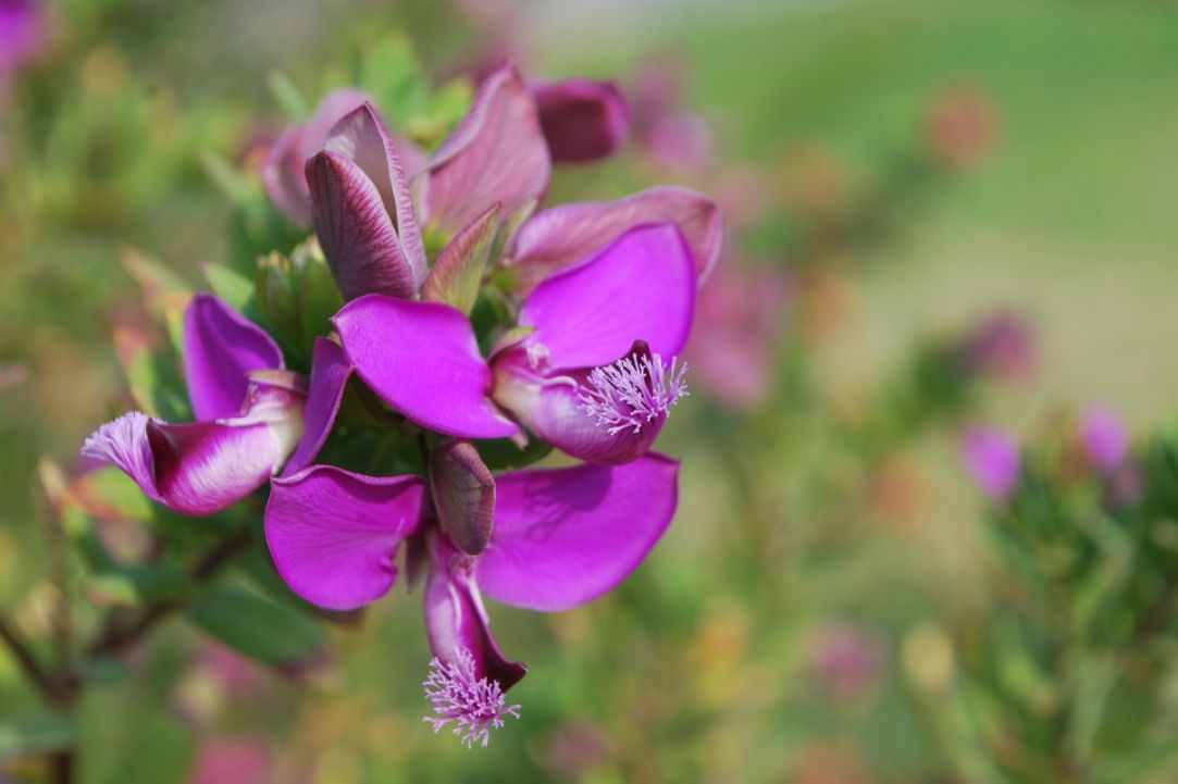 Spring in Cyprus