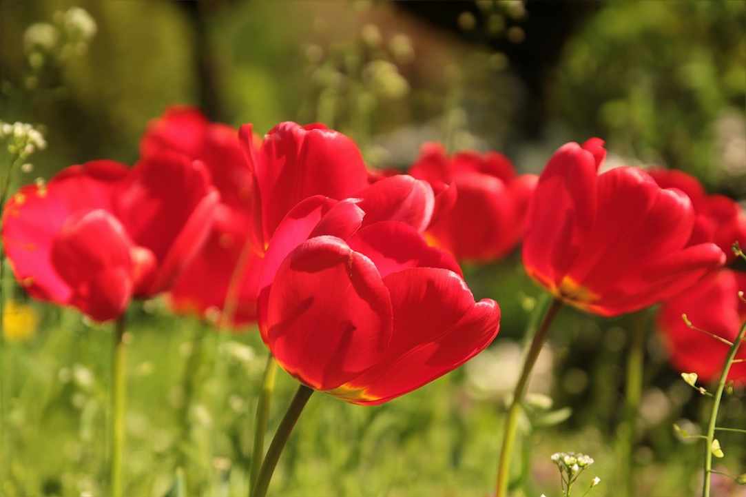 Tulip Festival  gallery image 3