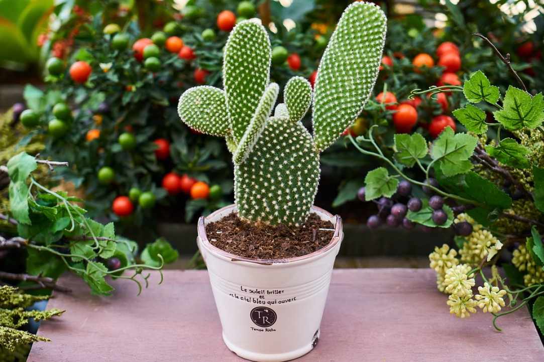 The «Cyprus Cactus and Succulent Society», is organising its «12th Annual Exhibition of Cacti and other Succulents»