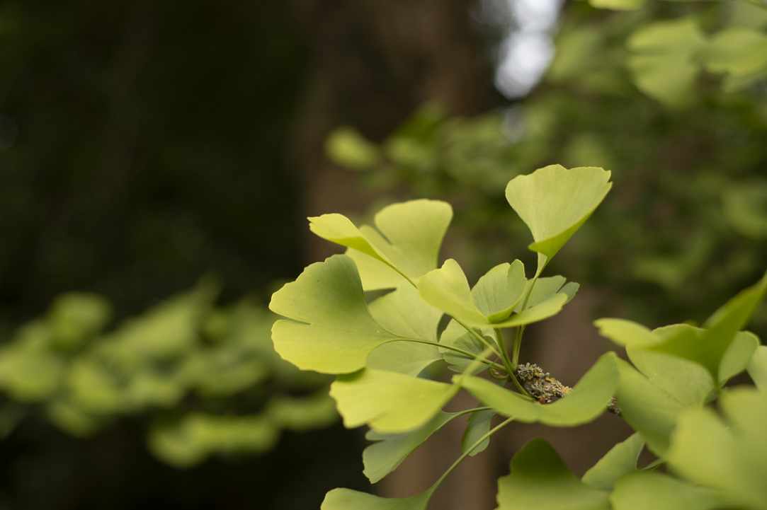 Ginkgo Biloba, the oldest plant