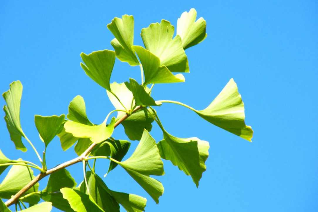 Ginkgo Biloba, the oldest plant