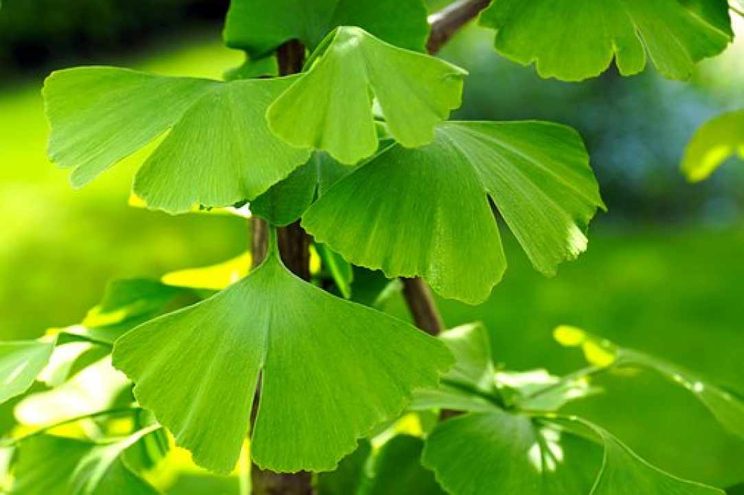 Ginkgo Biloba, the oldest plant