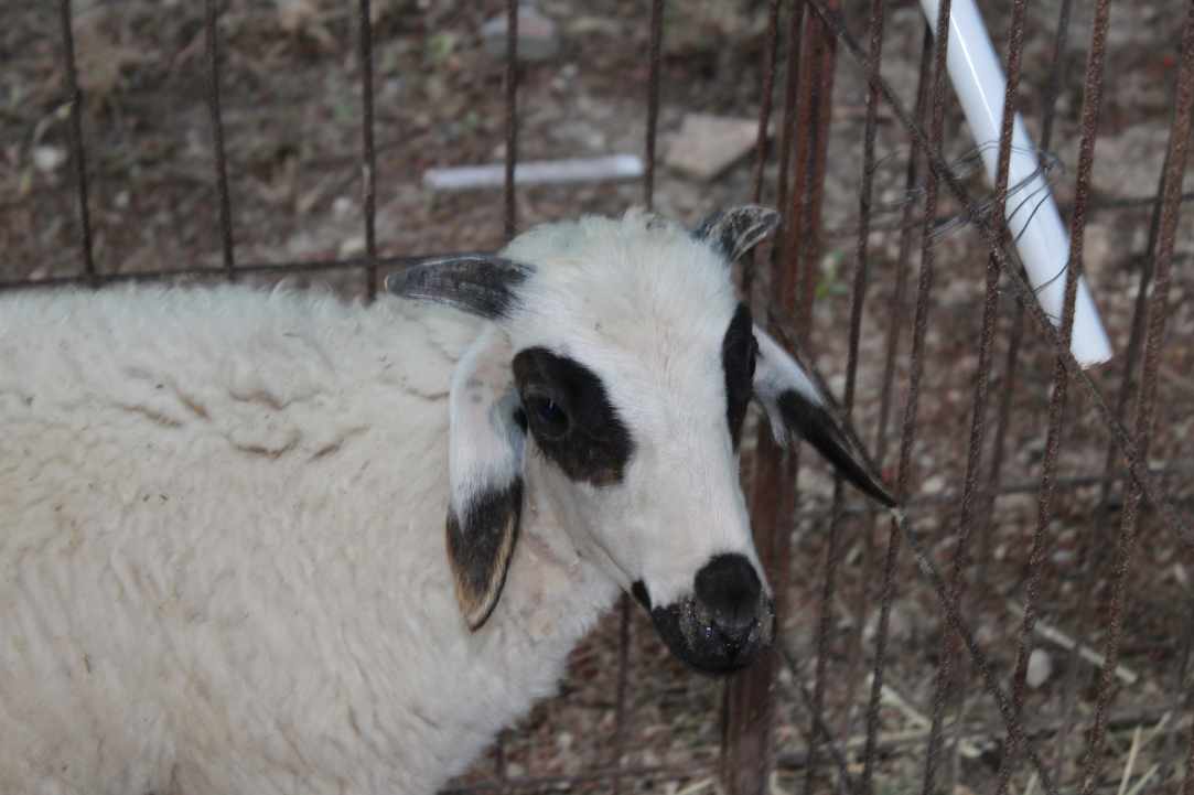 Annual shepherd's fair