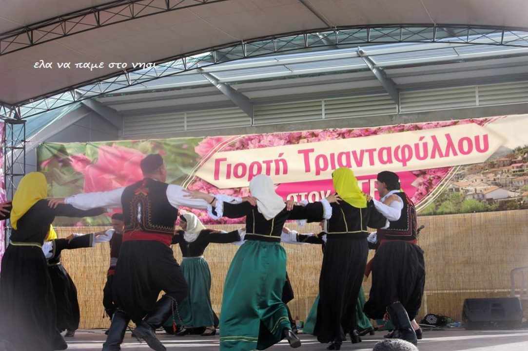Γιορτή Τριαντάφυλλου – για 12η χρονιά στον Αγρό!