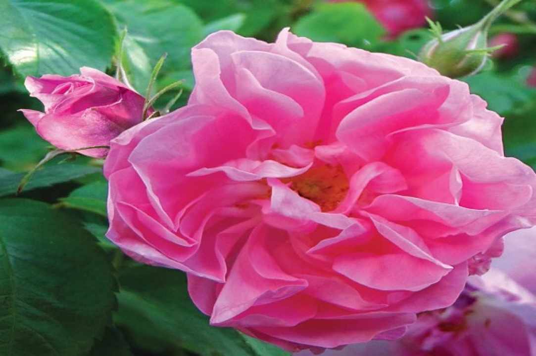 11 Τhe rose festival - Μay 2017 gallery image 3