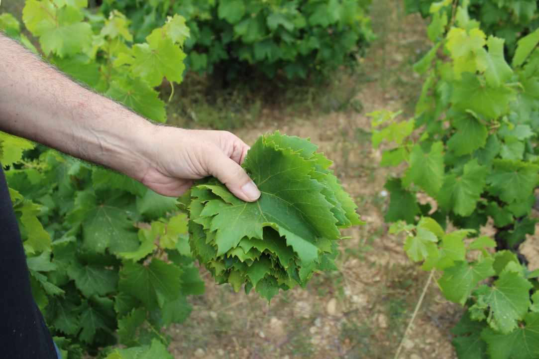 How to harvest and prepare vine leaves.