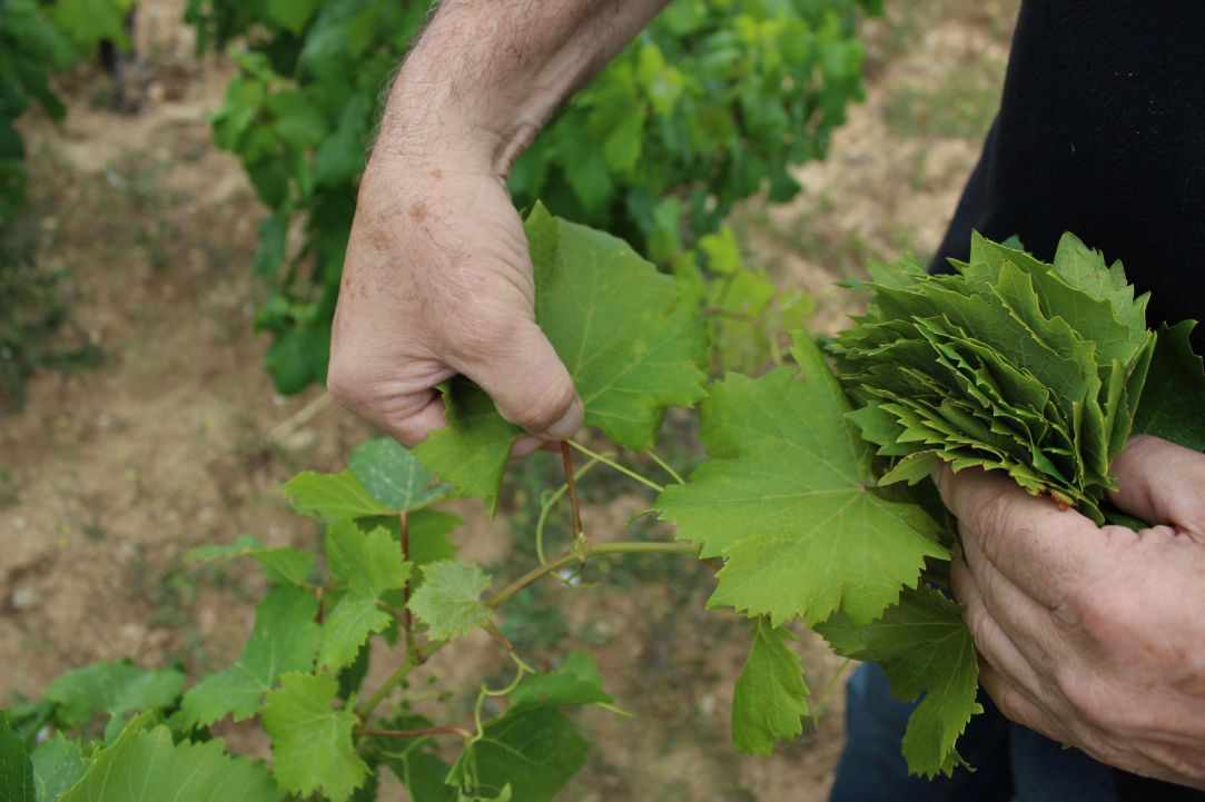 How to harvest and prepare vine leaves.