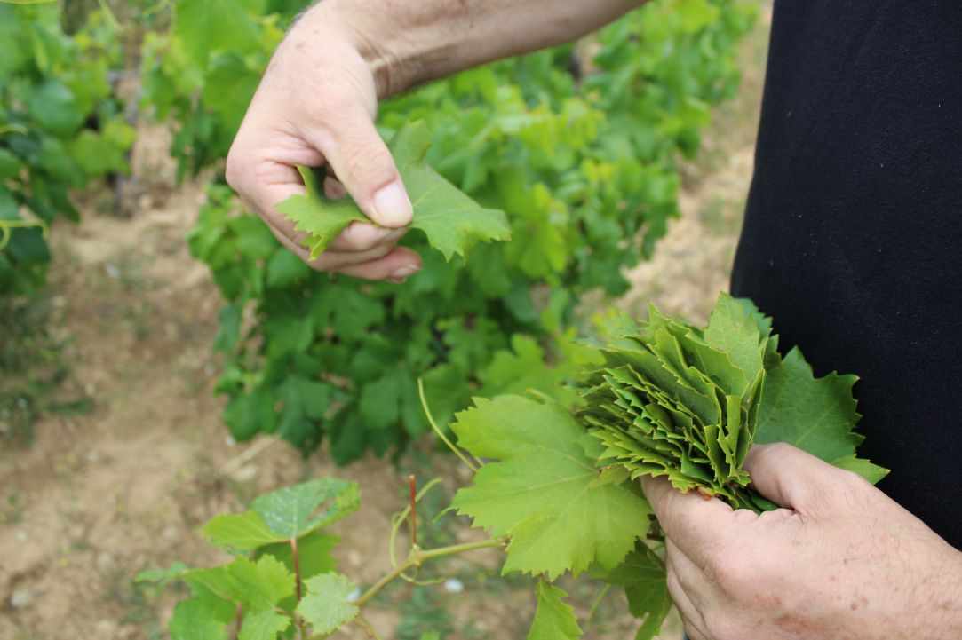 How to harvest and prepare vine leaves.