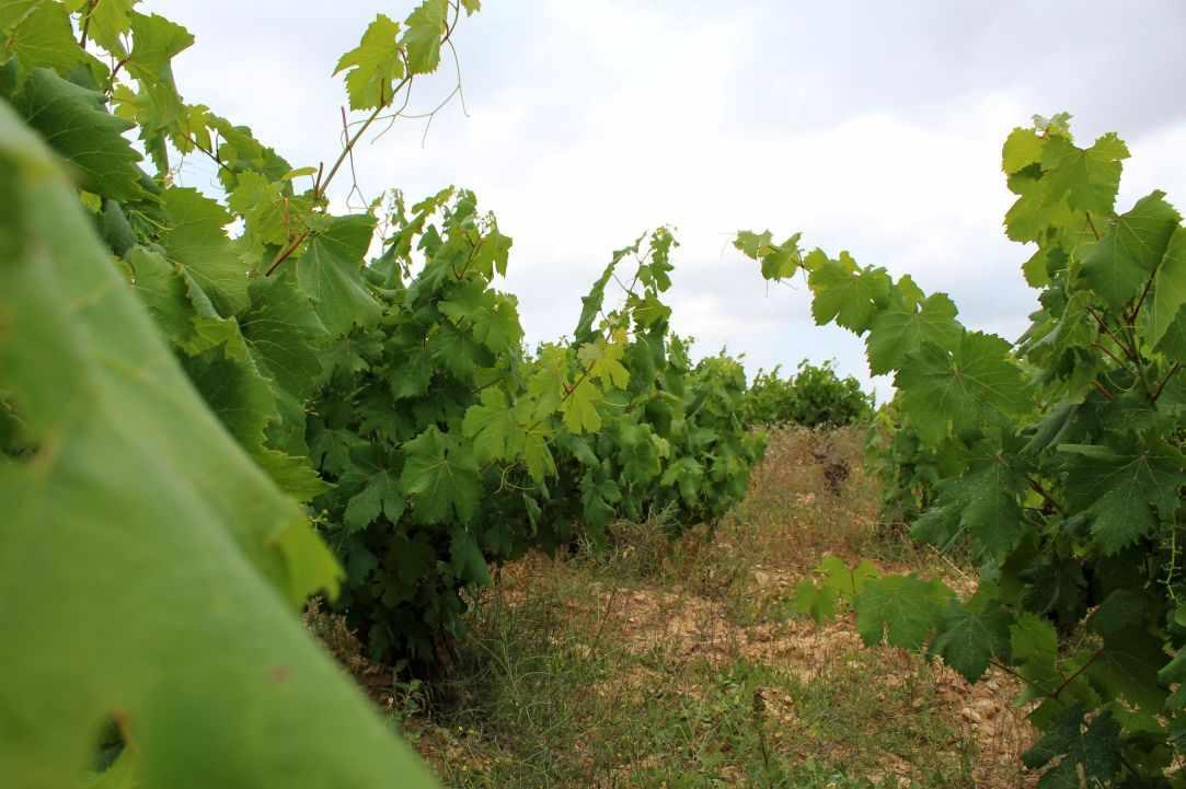 How to harvest and prepare vine leaves.