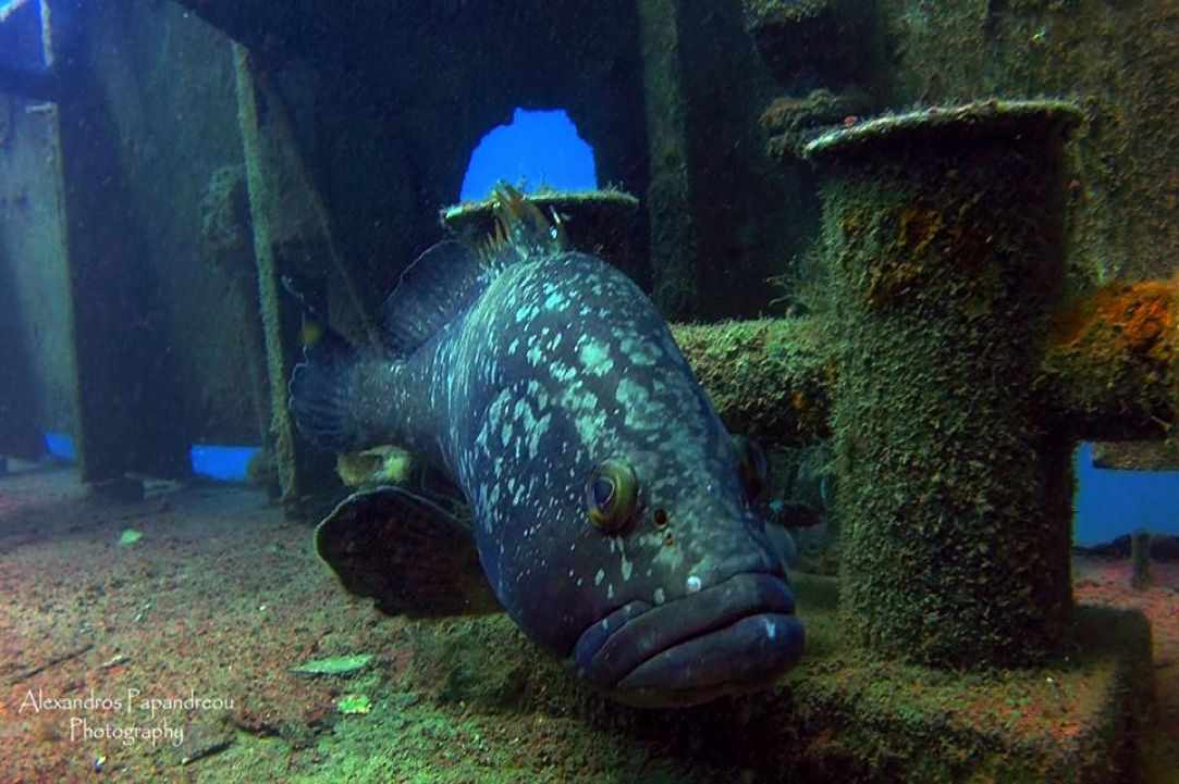 Constandis wreck dive