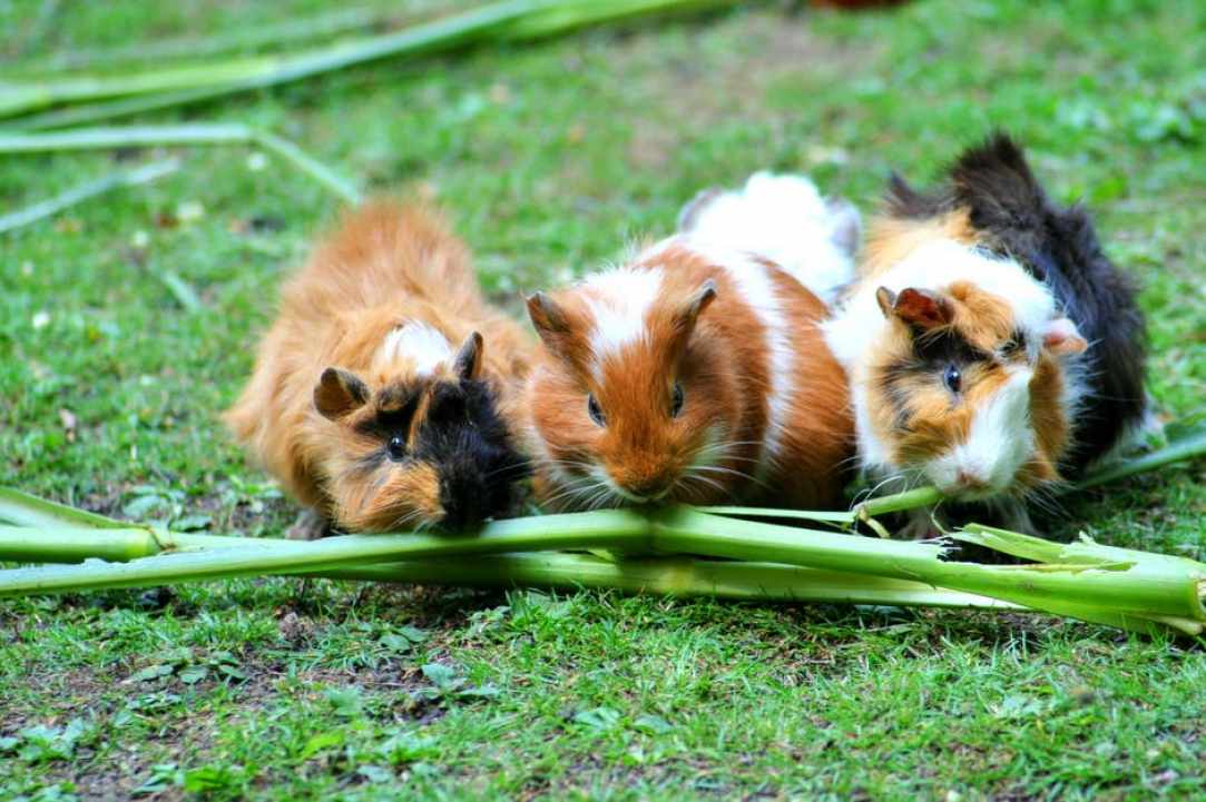 About Pets 2017