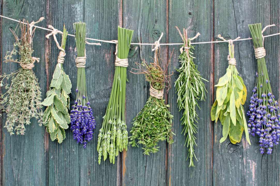 Herbs and Spices of Cyprus - more than 600 different types exist in Cyprus gallery image 2
