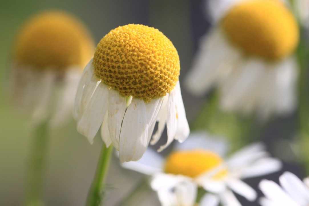 Chamomile. Learning about herbs.